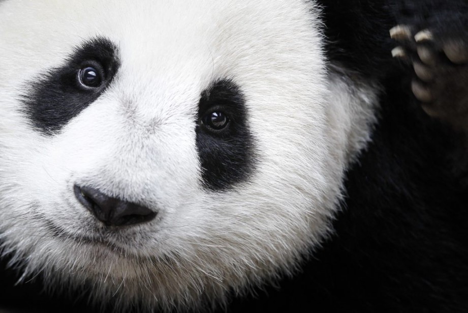 Le Panda Geant N Est Plus En Danger Mais Reste Menace La Presse