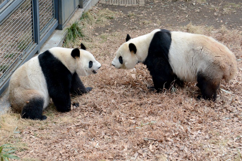 Espoirs De Bebe Panda Geant A Tokyo Apres Un Rare Accouplement La Presse