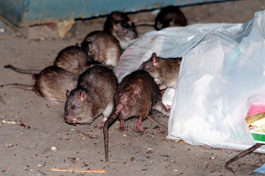 New York launches offensive to starve city rats