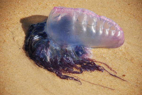 Une Espece Menacante Fait Son Apparition Dans Les Eaux De La Nouvelle Ecosse La Presse