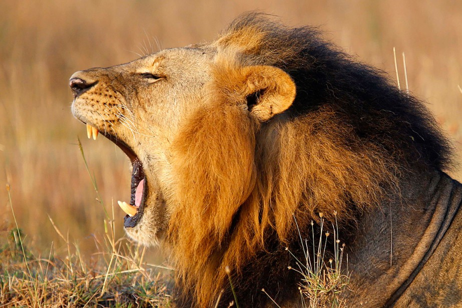 Un Homme Attaqu Et D Vor Par Des Lions Au Kenya Afrique   1450343 Lion Repose Parc National Nairobi 