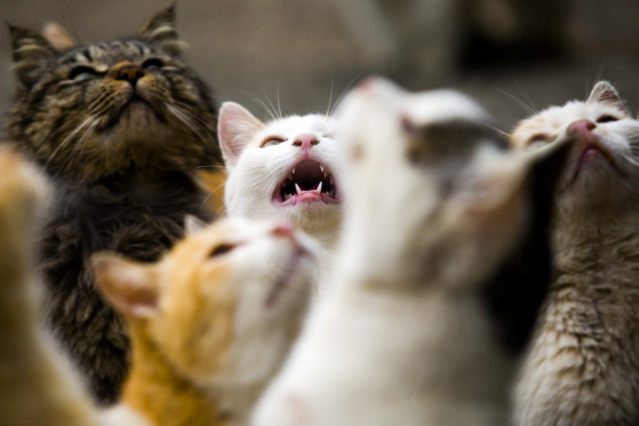 Un Chat Errant A L Origine D Une Tentative De Meurtre La Presse