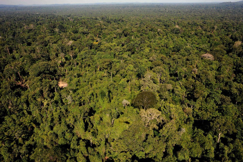 Un Enorme Reseau D Exportation Illegale De Bois Demantele En Amazonie La Presse