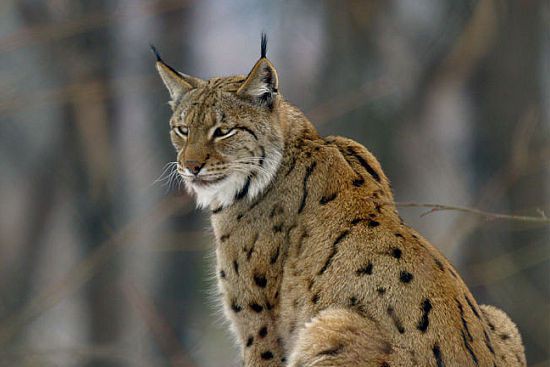 La Bataille Pour Sauver Le Lynx Des Balkans La Presse