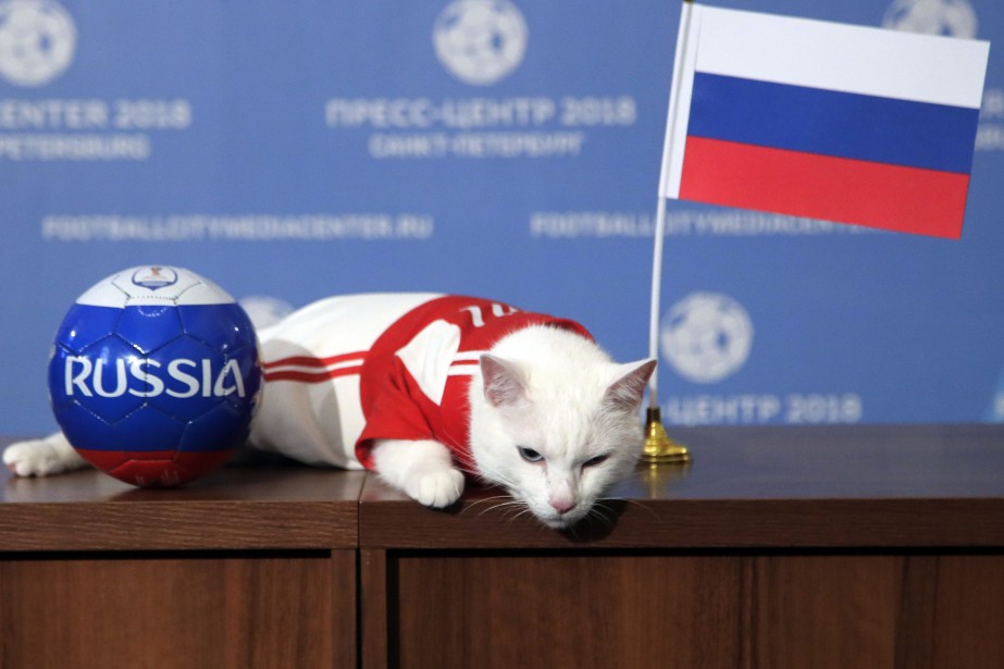 Coupe Du Monde Achille Le Chat Voit La Russie Gagnante En Ouverture La Presse