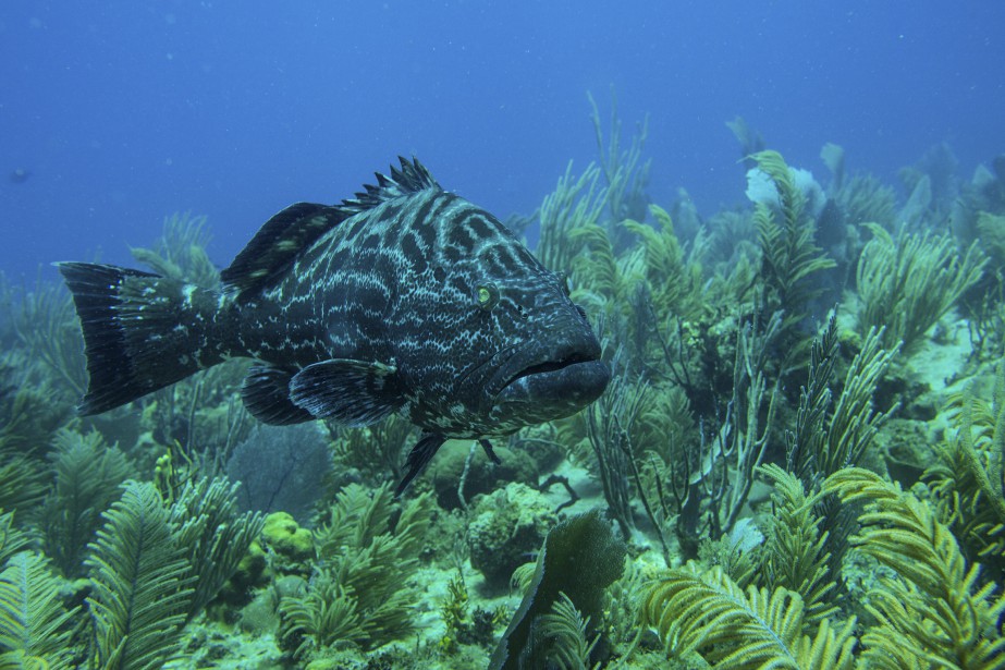 Plancton Décimé Poissons Sonnés Les Effets Du Vacarme Sous - 