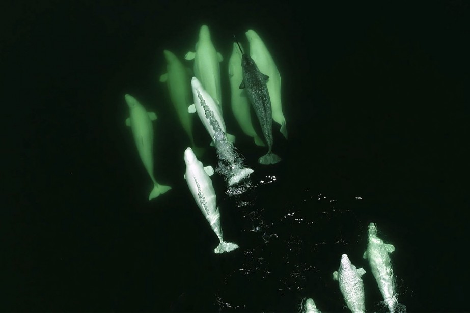 Des Belugas Adoptent Un Narval Egare Dans Le Saint Laurent La Presse