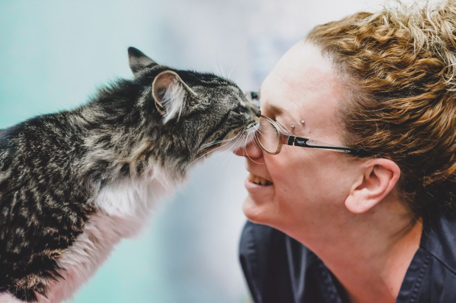 Un Chat D Halifax Trouve Dans Un Colis A Montreal La Presse