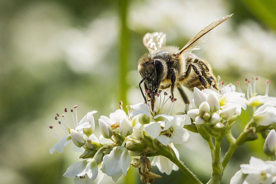 Déclin mondial sans précédent chez les insectes | Espèces menacées