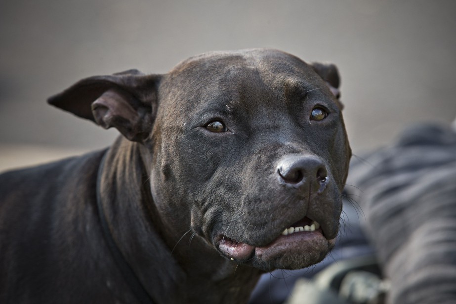 Québec montre les crocs contre les chiens dangereux | DENIS LESSARD | Politique